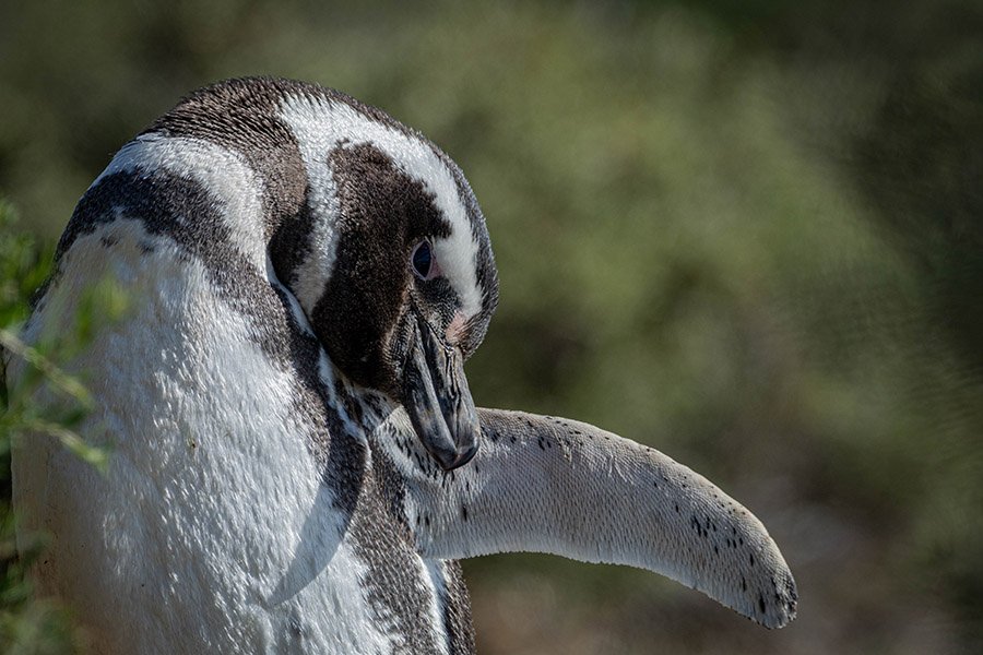 Animals in Argentina - Magellanic Penguin