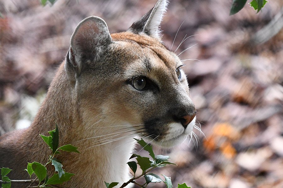 Animals in Argentina - Puma