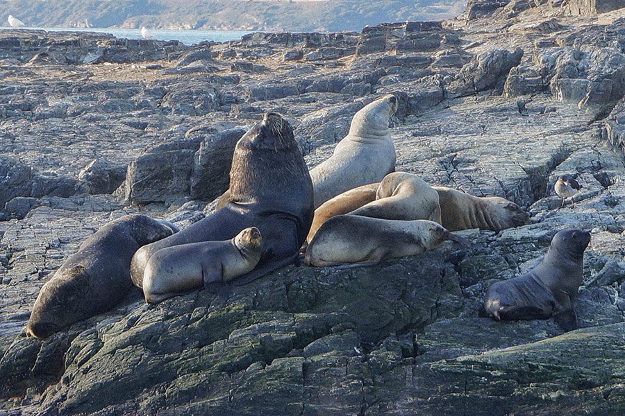 Animals in Argentina - South American Sea Lions