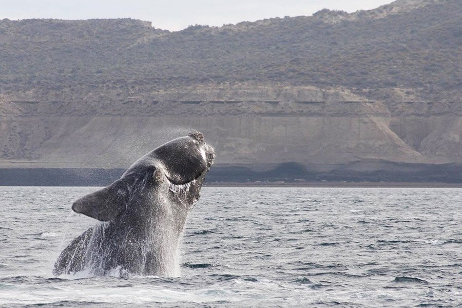 Animals in Argentina - Southern Right Whale