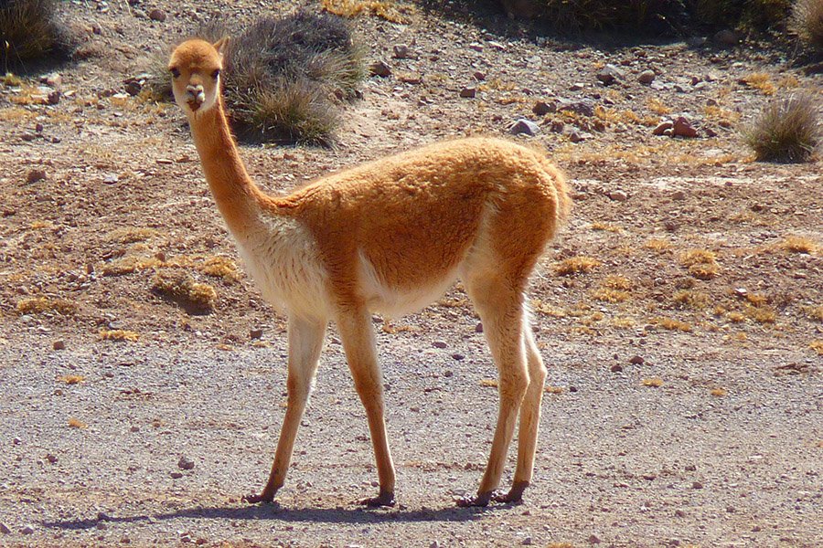 Animals in Argentina - Vicuña