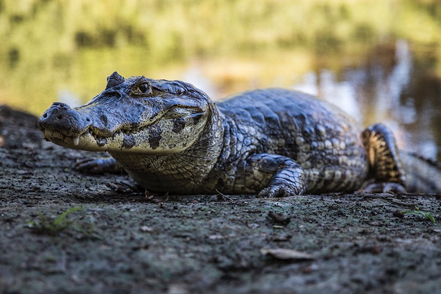 Animals in Argentina - Yacare Caiman