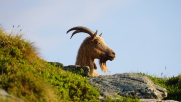 Are goats dangerous - Hero