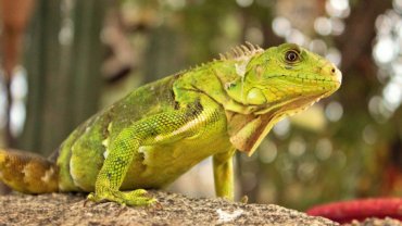 Are iguanas friendly - Hero