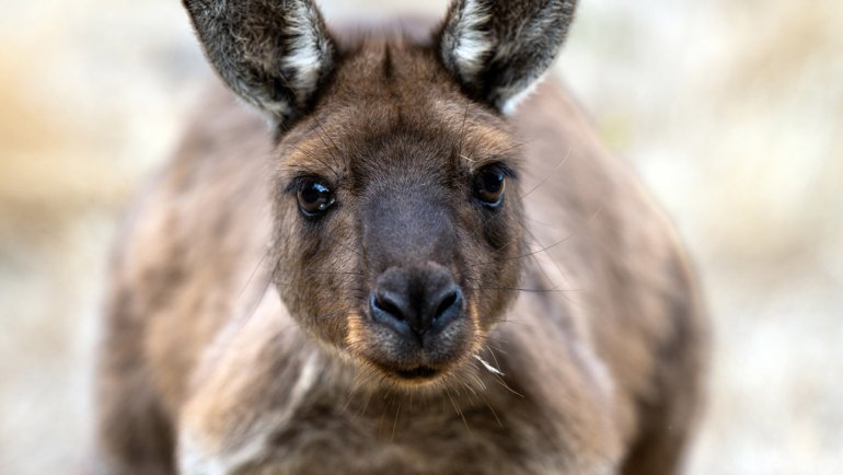 Are kangaroos dangerous - Hero