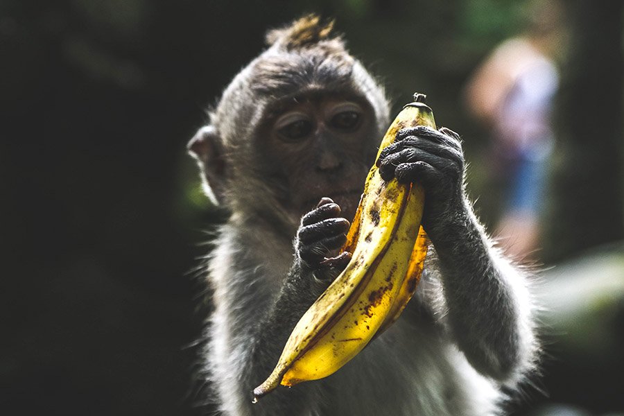 Baby monkey with banana