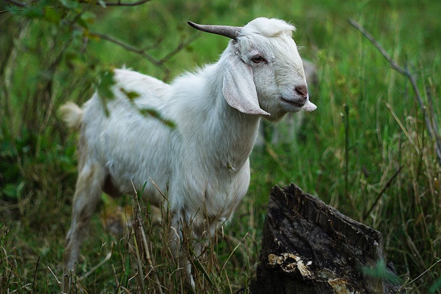 Boer goat