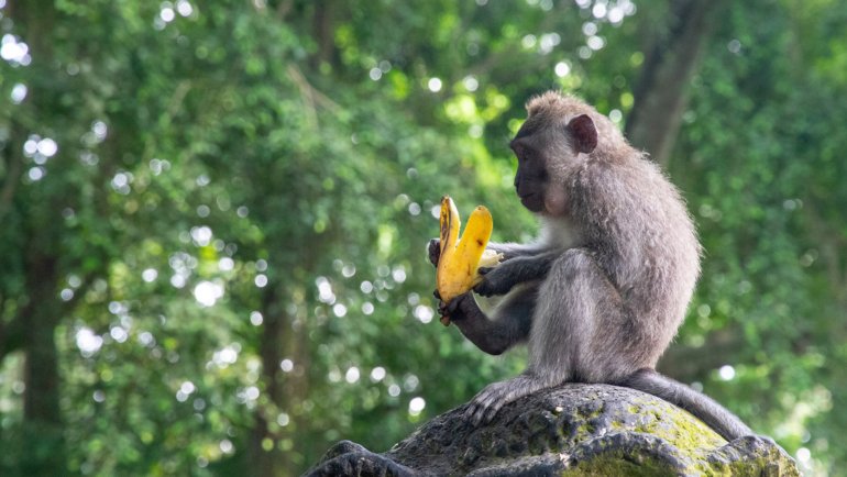 Do Monkeys Eat Banana Peels - Hero