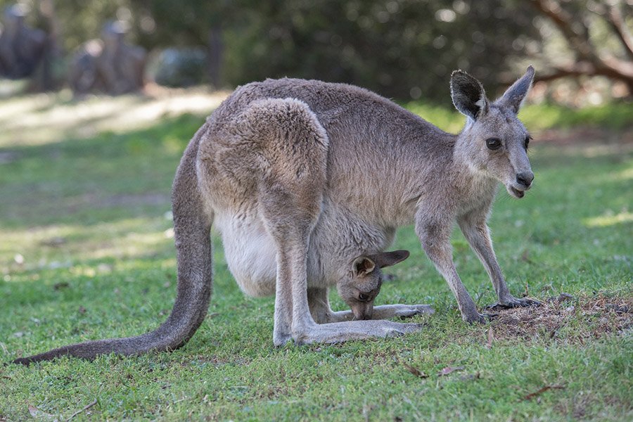 An Eastern grey kangaroo