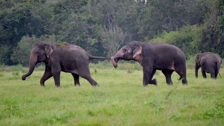 Elephants holding tails - Hero