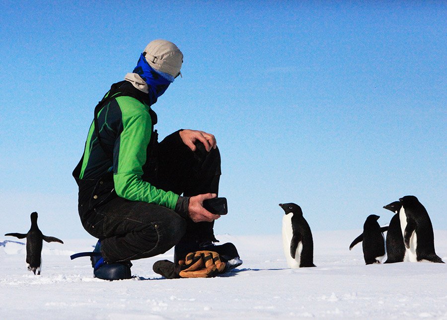 Friendly Adélie penguins