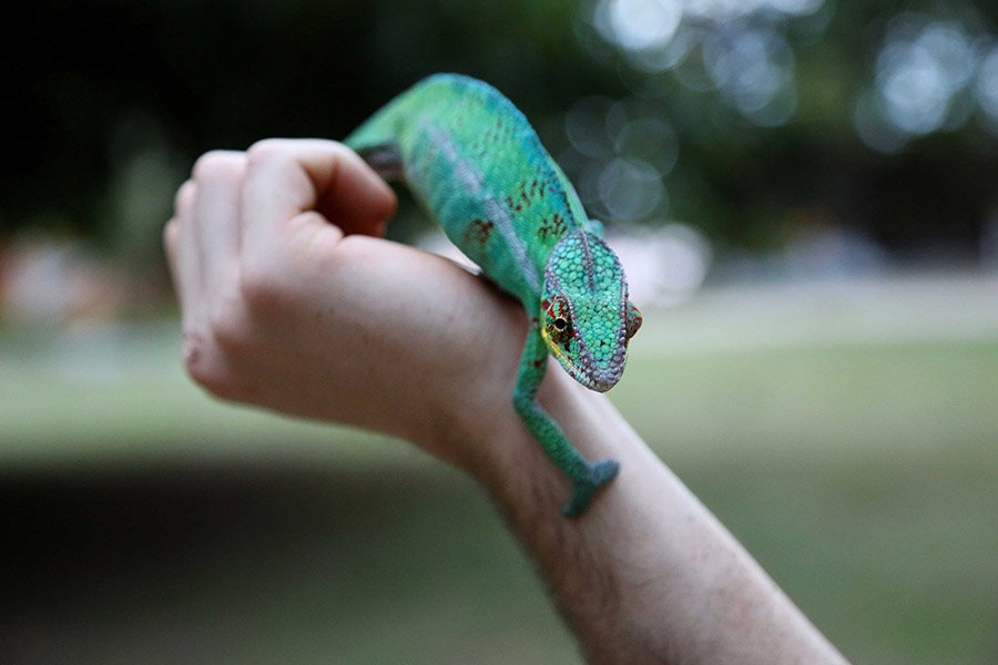 Friendly chameleon on hand