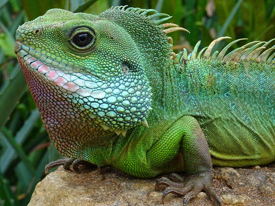 Friendly iguana