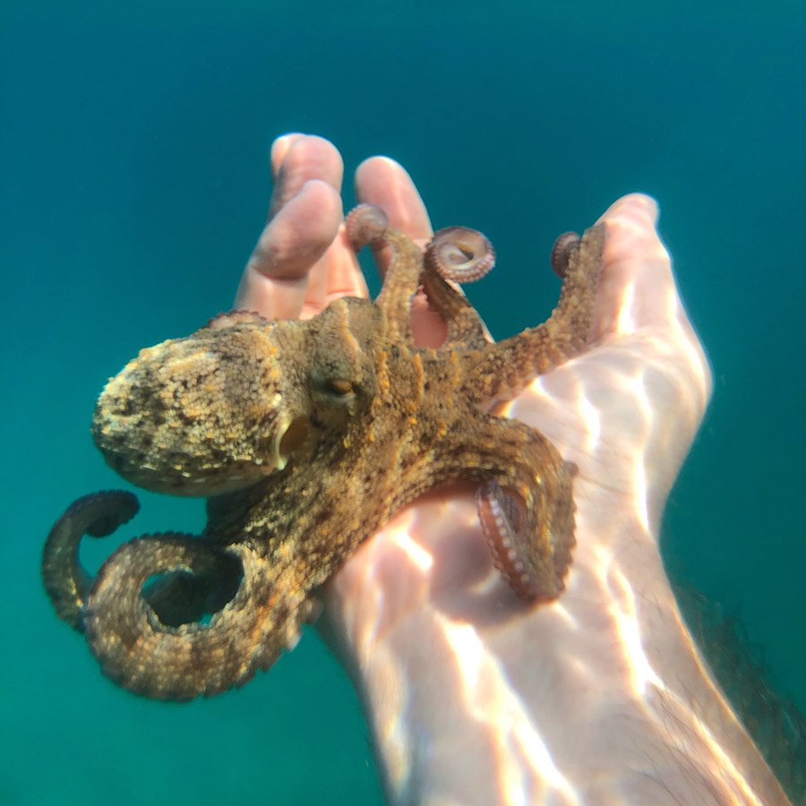 Friendly octopus on hand