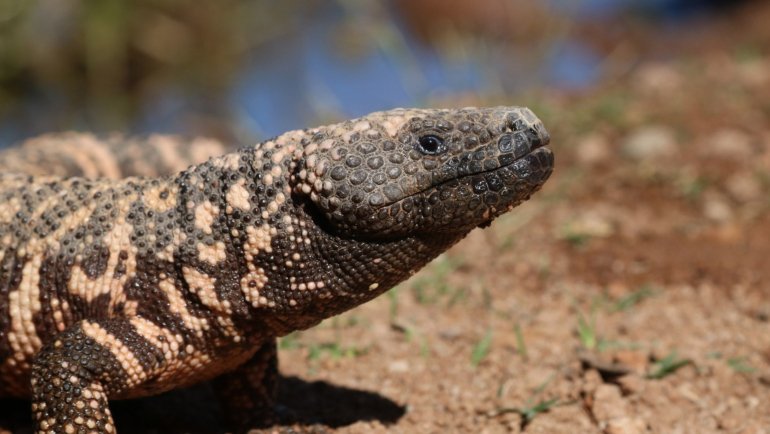 Gila Monster