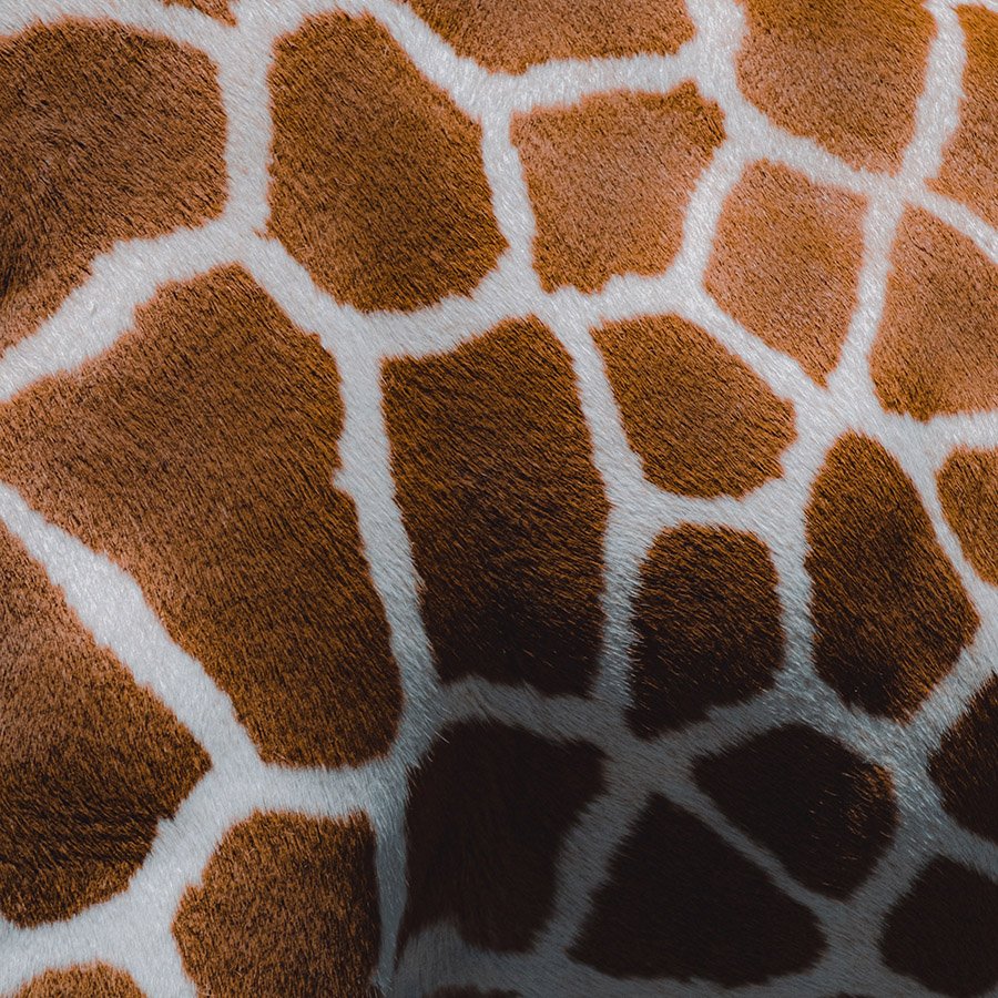 Giraffe Pattern