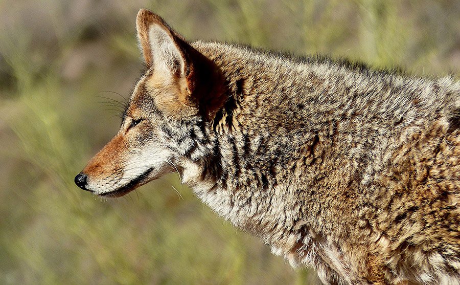 Goat predators - Coyotes