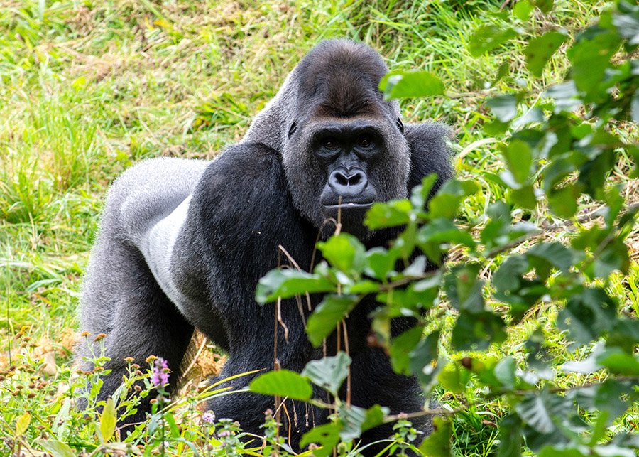 A silver-back gorilla