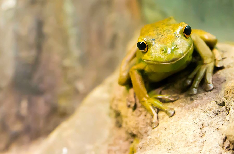 Happy frog