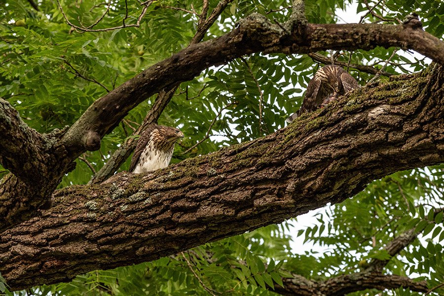 Hawks eating on tree