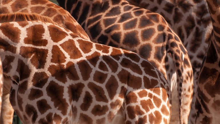 How Many Spots Does A Giraffe Have - Hero