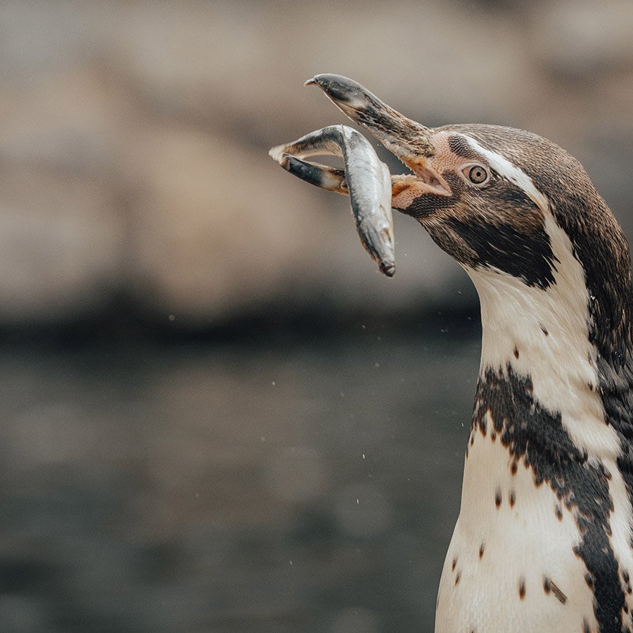 Humboldt penguin eating fish