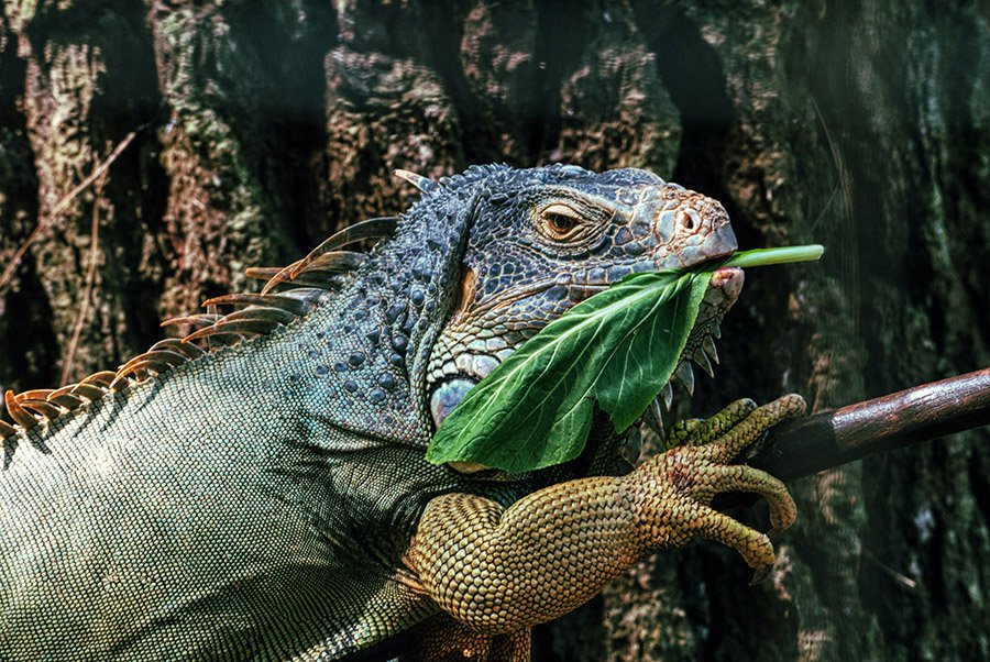 Iguana eating a leaf