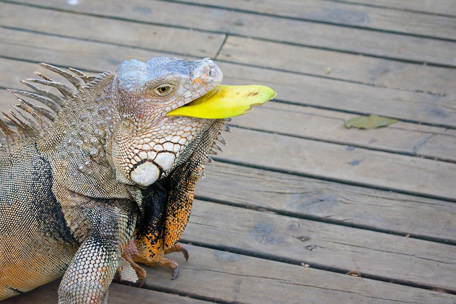 Iguana eating a yellow dead leaf