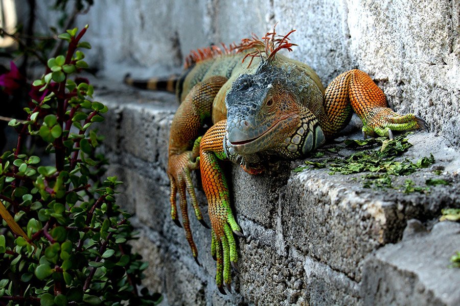 Iguana on a wall