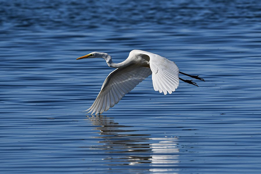 Iguana predators - Egret