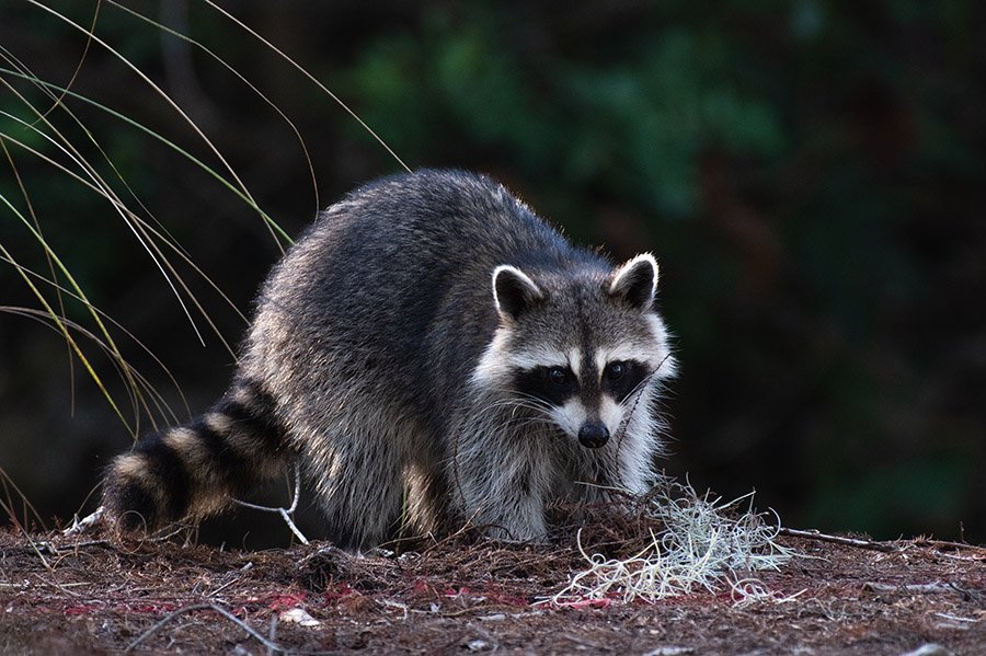 Iguana predators - Raccoon