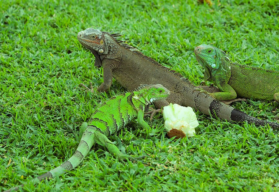 Iguanas eating cabbage