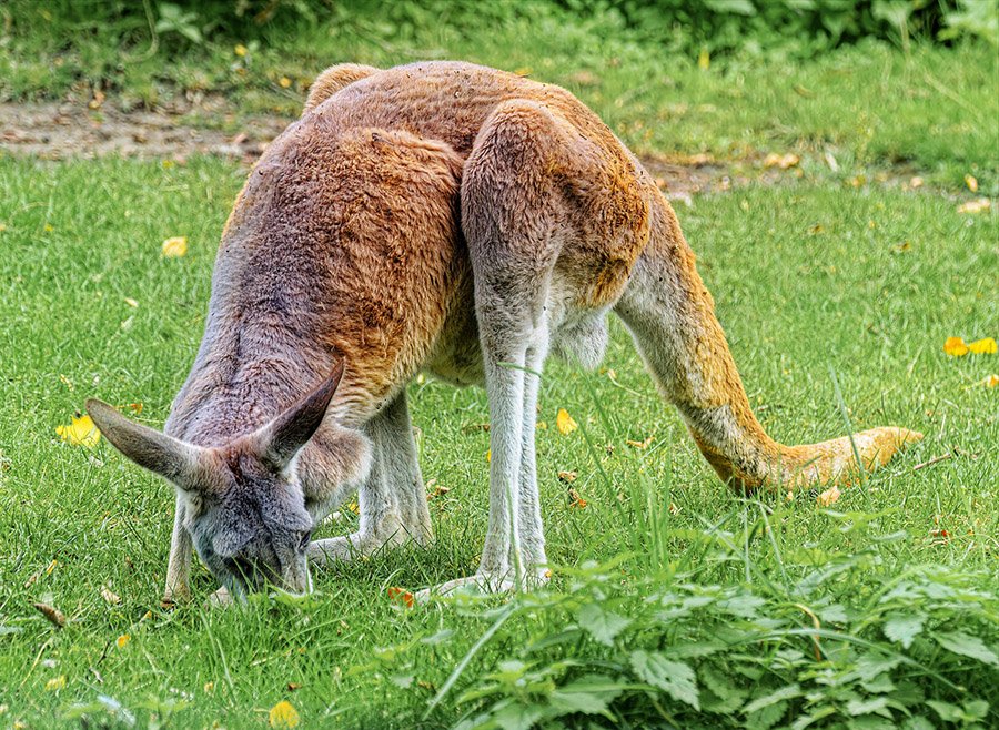 Kangaroo eating grass