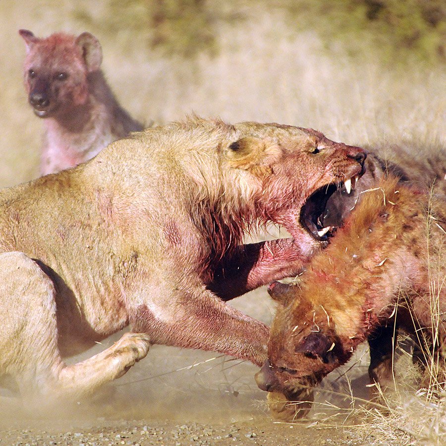 Lion and hyena fighting