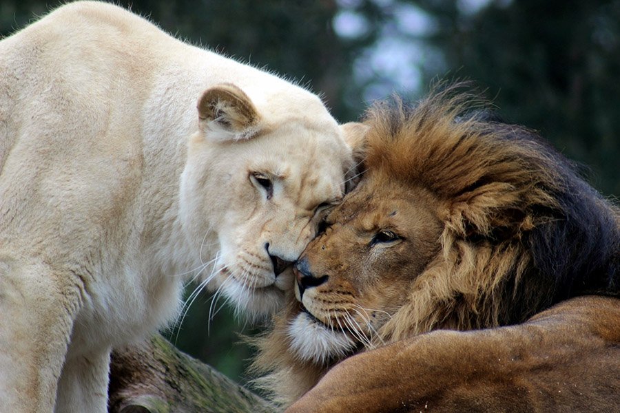 Lion and lioness showing affection