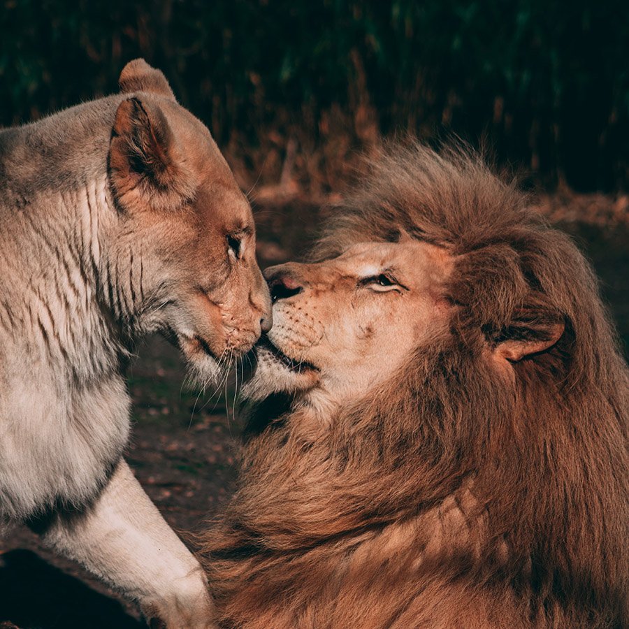 Lion couple cuddling