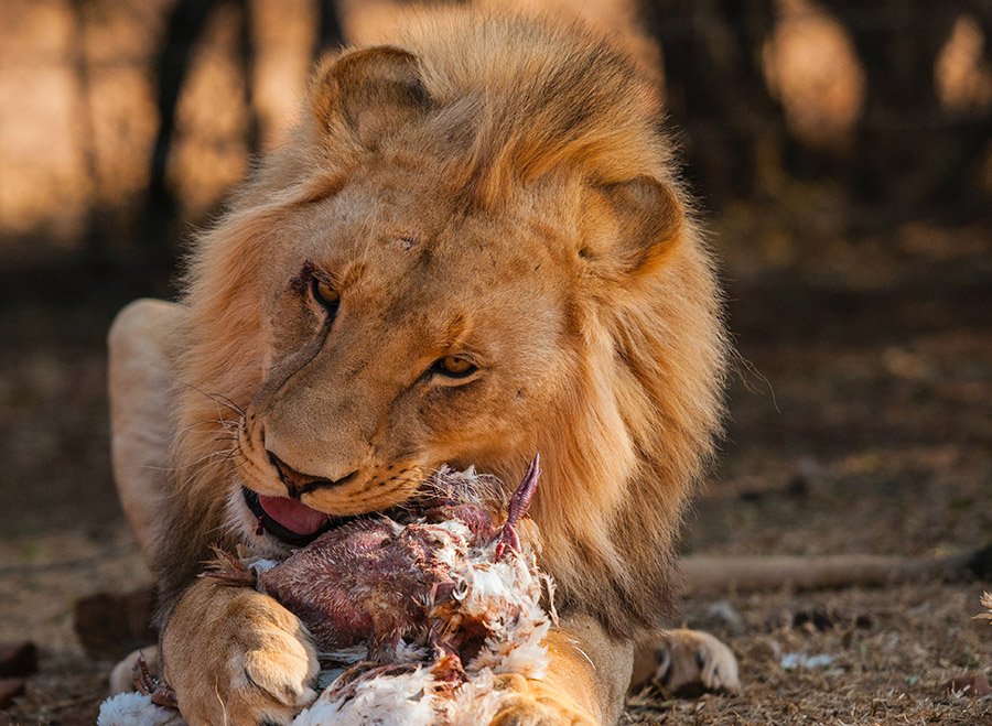 Lion eating its prey