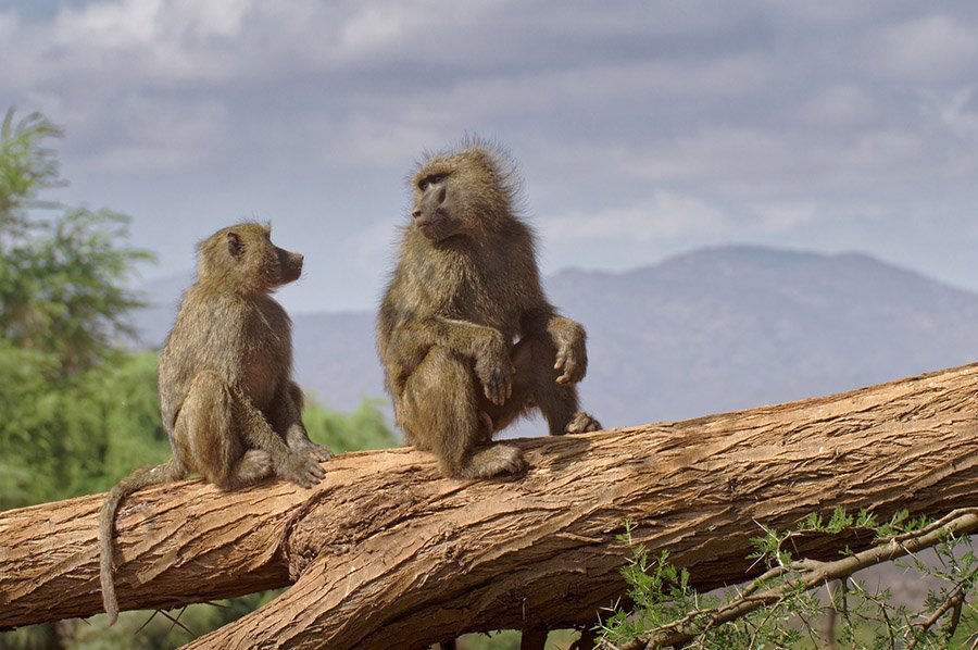 Lion predators - Baboons