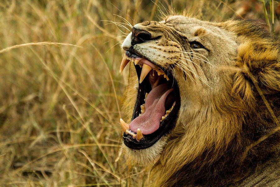 Lion showing teeth