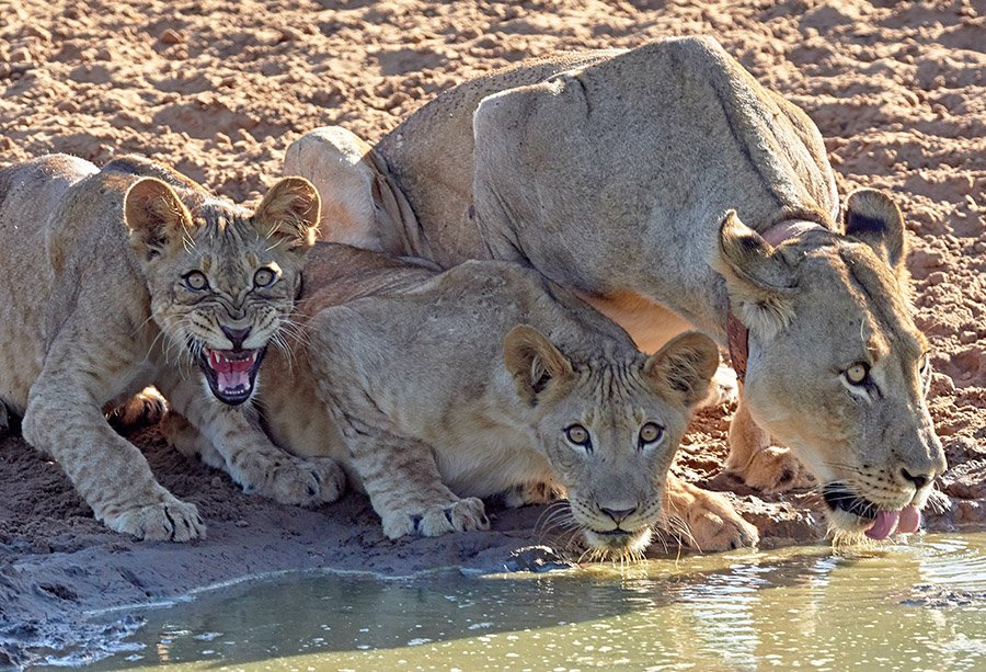 Lioness and aggressive cubs