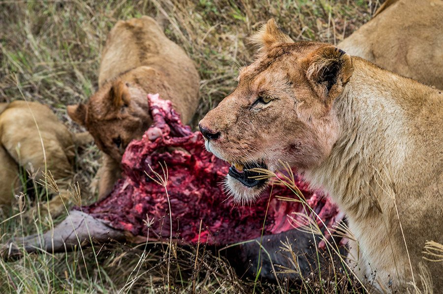 Lioness and cubs eating their prey