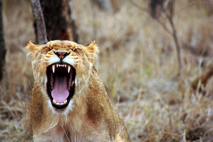 Lioness showng teeth