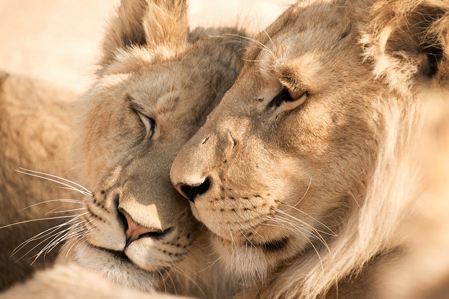 Lionesses cuddling