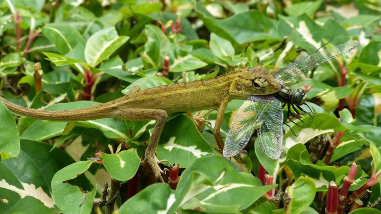 Lizard eating dragonfly