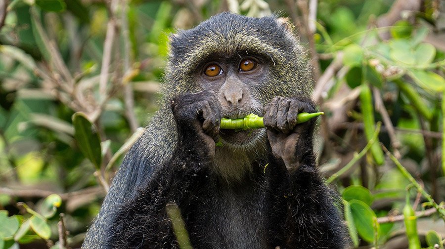 Monkey eating leaves