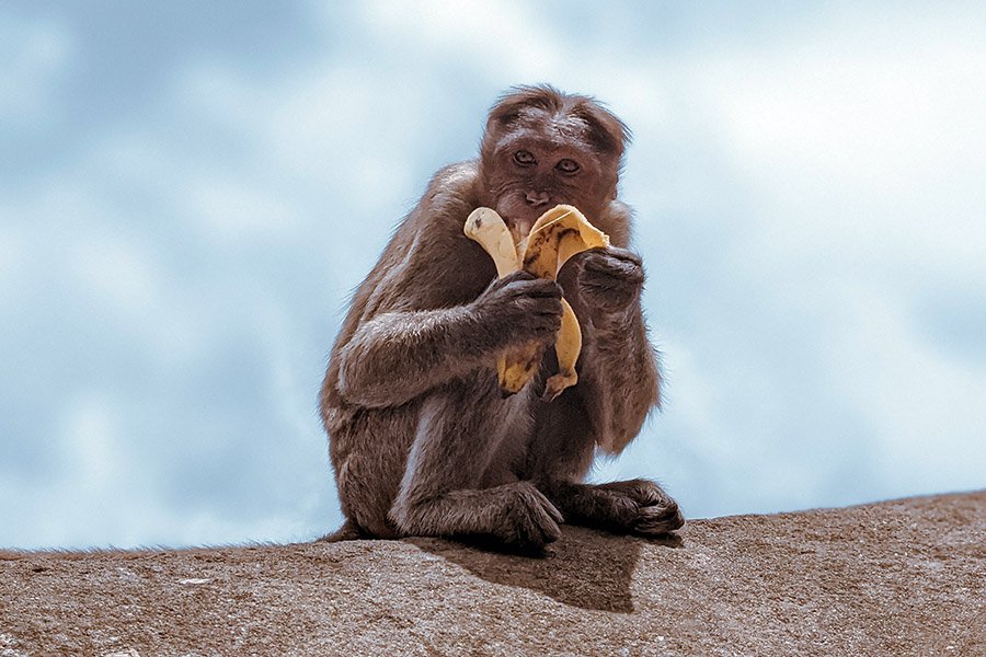 Monkey peeling banana