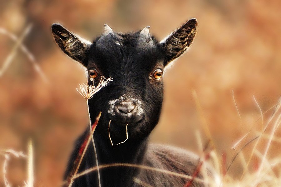 Nigerian Dwarf goat