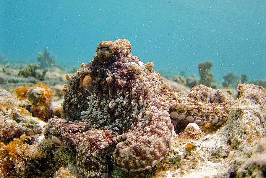 Octopus at the bottom of the ocean