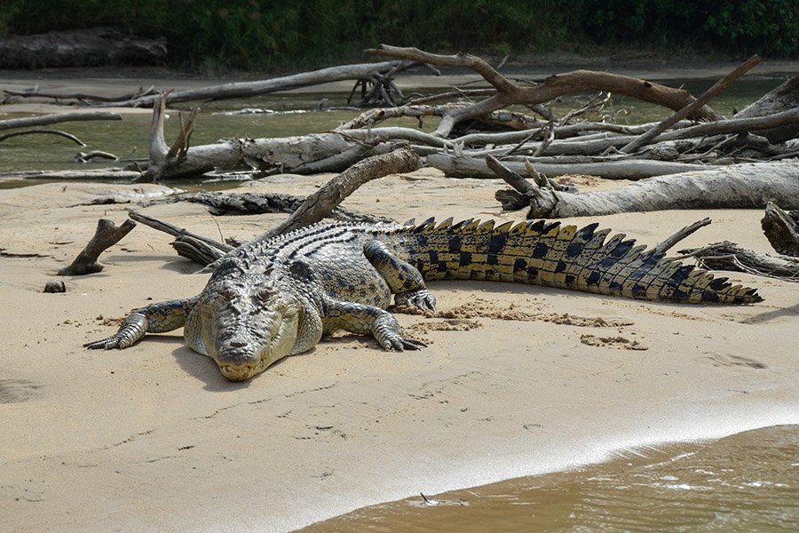 Octopus predators - Saltwater crocodiles