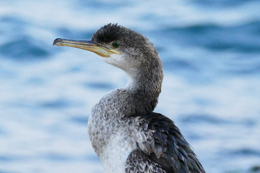 Octopus predators - Shag